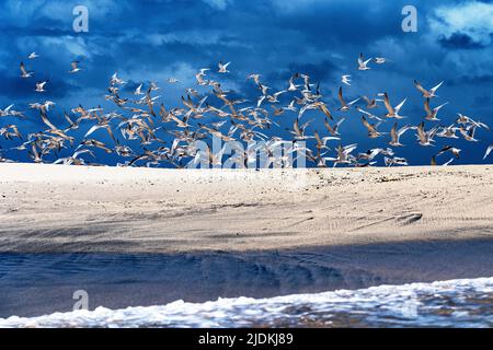 Tropische Vögel der Lagune von Mayotte Stockfoto