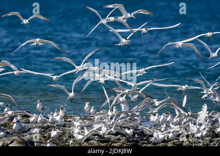 Tropische Vögel der Lagune von Mayotte Stockfoto