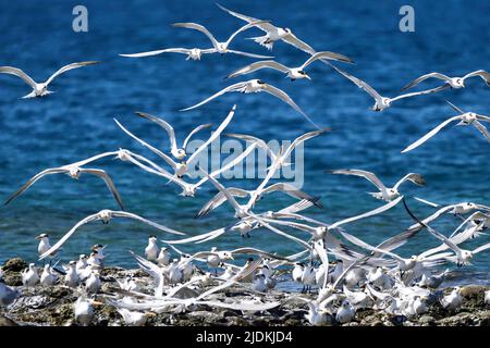 Tropische Vögel der Lagune von Mayotte Stockfoto