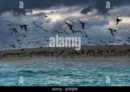 Tropische Vögel der Lagune von Mayotte Stockfoto