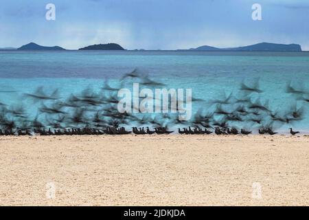 Tropische Vögel der Lagune von Mayotte Stockfoto