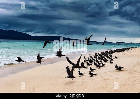 Tropische Vögel der Lagune von Mayotte Stockfoto