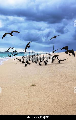 Tropische Vögel der Lagune von Mayotte Stockfoto