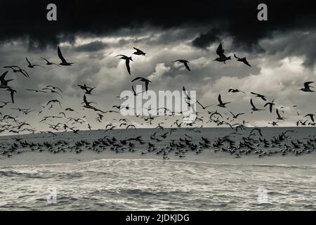 Tropische Vögel der Lagune von Mayotte Stockfoto