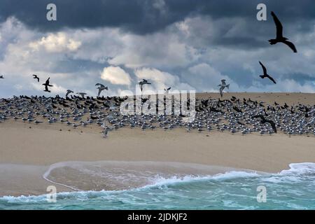 Tropische Vögel der Lagune von Mayotte Stockfoto