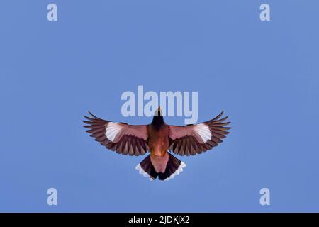 Tropische Vögel der Lagune von Mayotte Stockfoto