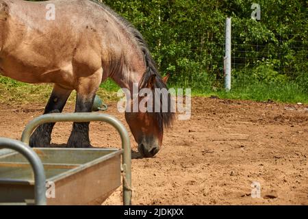 Brabanson, ein schweres belgisches Pferd. Nahaufnahme im Hochformat Stockfoto