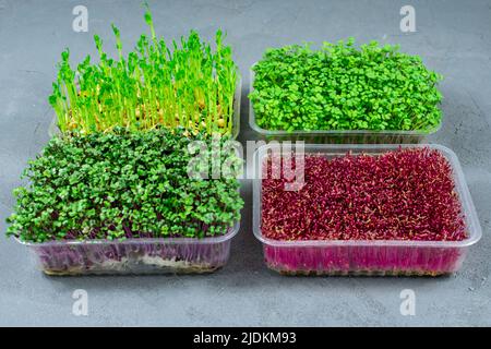 Frische Bio-Microgreens in einem Kunststoffbehälter auf grauem Hintergrund. Micro Greens. Veganes und gesundes Lebensmittelkonzept. Stockfoto