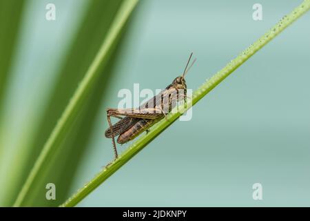 Grasshopper - Nahaufnahme Stockfoto