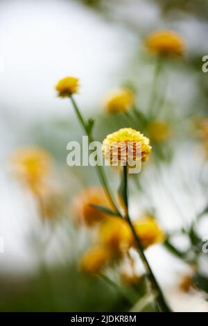 Blühender gelber Ranunculus blüht an sonnigen Tagen Stockfoto