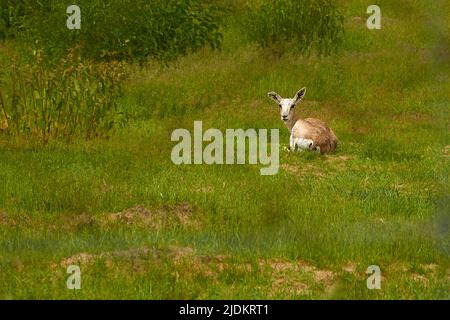 Tortengazelle. Eine weibliche Gazelle liegt auf einer Wiese Stockfoto