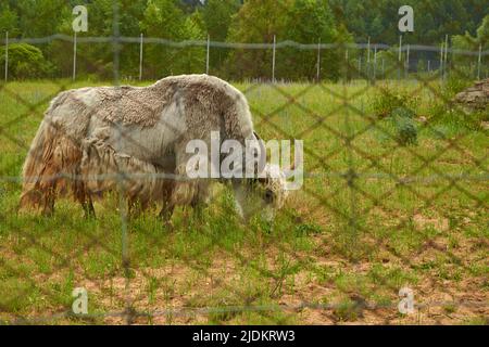 Bos grunniens. Ein männlicher Hausyak grast in einem Korral auf einer Wiese Stockfoto