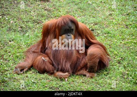 Der Borneanische Orang-Utan im Ragunan Zoo in Jakarta sitzt auf dem grünen Gras Stockfoto