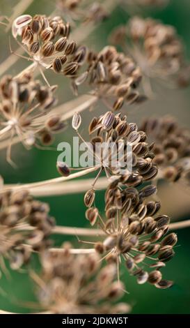 Dillschirm- oder Fenchelsamen aus nächster Nähe im Garten, selektiver Fokus. Draufsicht Stockfoto