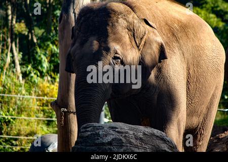 Elefant steht neben Felsen im Schatten Stockfoto