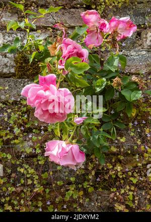 Blütephasen in einer Kletterrose, Temple Sowerby, Cumbria, Großbritannien Stockfoto