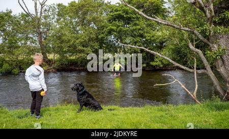 „Nachdem wir einem Schaf am gegenüberliegenden Ufer geholfen haben“, River Eamont, Cumbria, Großbritannien Stockfoto