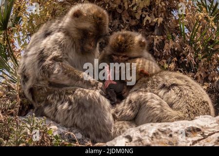 Eine Familie von Barbaren Makaken, die das neugeborene Baby untersuchen Stockfoto