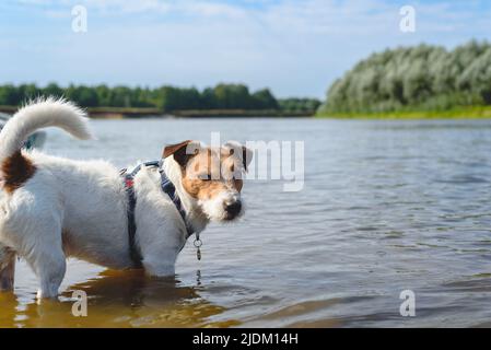 Hund steht im Flusswasser und kühlt sich am heißen Sommertag ab Stockfoto