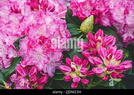 Rhododendron blüht im Frühlingsgarten. Schöne rosa Alpenrose Nahaufnahme. Blumenmuster, Hintergrund. Blumenbeet aus roter Azalee Stockfoto