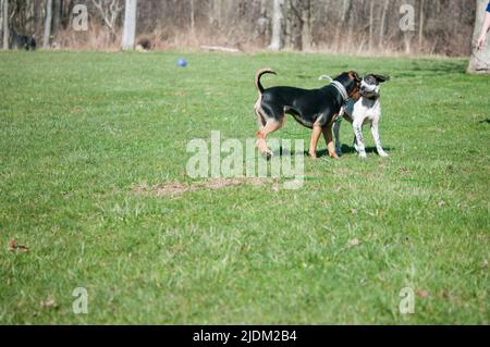 Zwei Pflegehunde, die auf dem Hof ihres Pfleheimhauses spielen Stockfoto