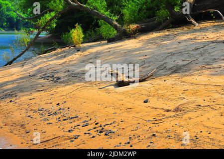 Die wunderschönen Kanawha Falls (New River) in West Virginia bieten großartige Angelmöglichkeiten für eine Vielzahl von Arten und einzigartige Stücke von Treibholz! Stockfoto