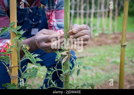 Nahaufnahme der Hände eines Bauern, der einen Faden festhält, um Tomatenpflanzen an Stangen zu binden und auf den Feldern zu arbeiten Stockfoto
