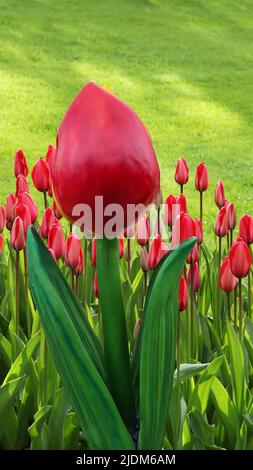 Schönes Tulpenfeld bunt, Tulpen im Frühjahr in den Niederlanden Stockfoto