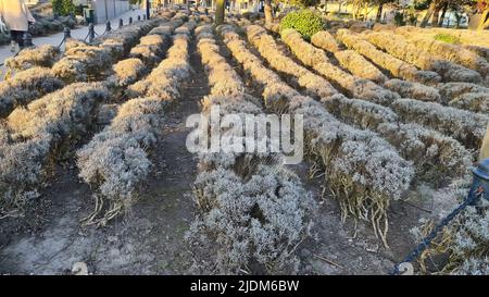 Blick auf den Ferienort Port Zelande und seine Umgebung auf den See und die Dünen unter einem teilweise blauen Himmel Stockfoto