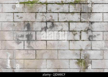 Alte schmutzige weiße Ziegelwand mit Moos und Schimmel Textur veraltet verwitterten Hintergrund. Stockfoto