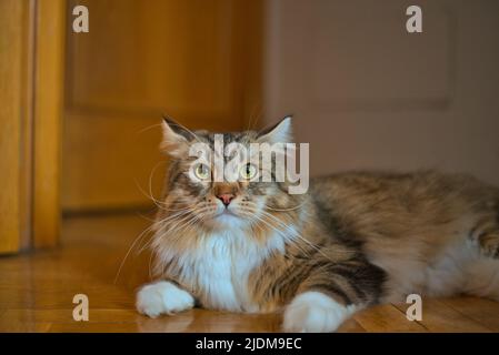 Schöne sibirische Katze liegt auf dem Boden. Flauschige Kat. Hypoallergen Kat. Stockfoto