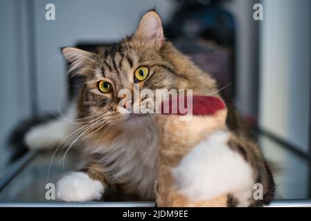 Siberian Cat spitzer seine Nägel. Flauschige Kat. Hypoallergene Katze mit langen Schnurrhaaren. Entzückendes häusliches Haustier-Konzept. Spaß mit Ihrem Haustier. Katze mit Stockfoto