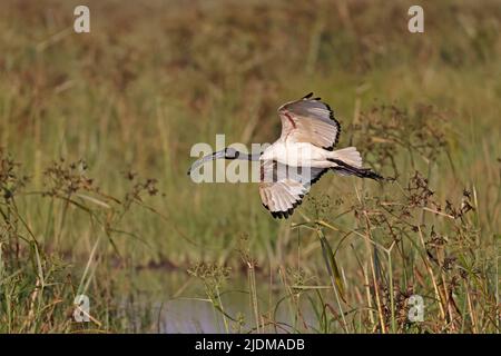 Sacred Ibis im Flug bei Moremi Botswana Stockfoto