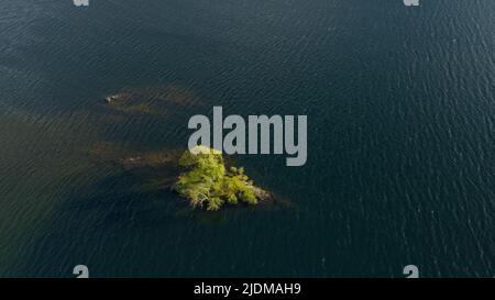 Eine Luftaufnahme eines einalleine wachsenden Baumes auf seiner eigenen Insel auf Crummock Water im Lake District, Großbritannien Stockfoto