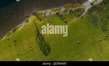 Ein Baum am Ufer des Crummock Water warf einen Schatten im Lake District in Großbritannien Stockfoto