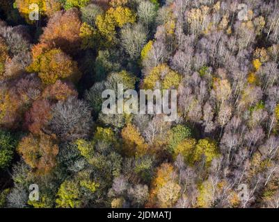 Luftaufnahme von Baumkronen in verschiedenen Stadien der Farbe durch den Herbst Stockfoto