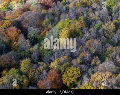 Luftaufnahme von Baumkronen in verschiedenen Stadien der Farbe durch den Herbst Stockfoto