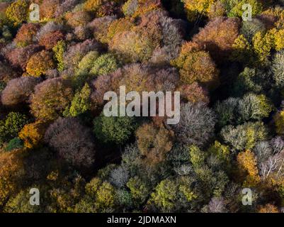 Luftaufnahme von Baumkronen in verschiedenen Stadien der Farbe durch den Herbst Stockfoto