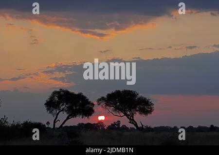 Sonnenuntergang in Moremi Botswana Stockfoto
