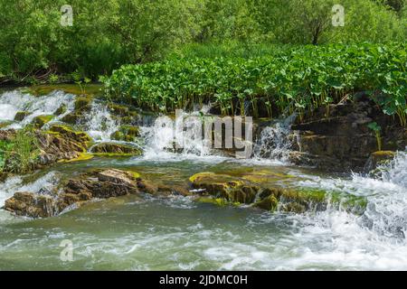 Schwelle auf dem kleinen Fluss Taiga Suenga, Gebiet Nowosibirsk Stockfoto