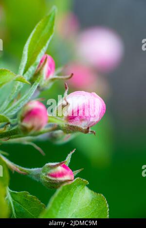 Rosa Knospen von ungeöffneten Apfelbäumen blühen an einem sonnigen Tag auf einem Ast vor grünem Laubgrund. Der Frühling blüht in einem Garten oder Park. Hochwertige Fotos Stockfoto