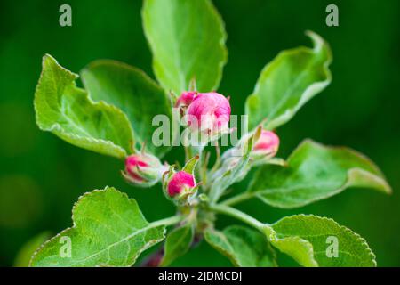 Rosa Knospen von ungeöffneten Apfelbäumen blühen an einem sonnigen Tag auf einem Ast vor grünem Laubgrund. Der Frühling blüht in einem Garten oder Park. Hochwertige Fotos Stockfoto