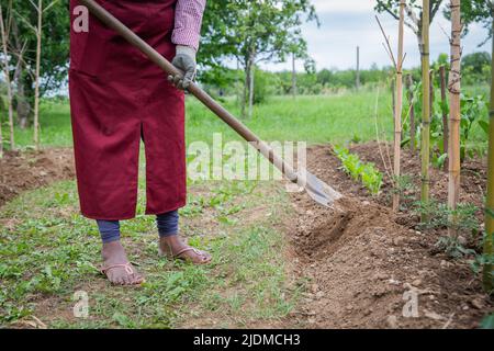 Nahaufnahme einer Bauernschaufel, die den Boden gräbt, Konzept der Ackerbebauung Stockfoto