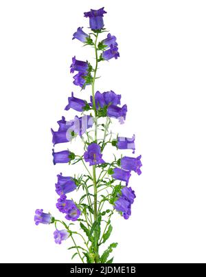 Campanula mittlere Blüten isoliert auf weißem Hintergrund. Blaue Blumen Glocken von Canterbury oder Glockenblume Stockfoto