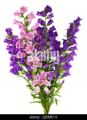 Campanula mittlere Blüten isoliert auf weißem Hintergrund. Bouquet von Canterbury Glocken oder Glockenblume Stockfoto