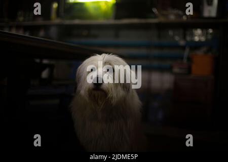 Hund wartet auf den Besitzer. Hund ist bei der Arbeit. Haustier mit weißem Haar. Stockfoto