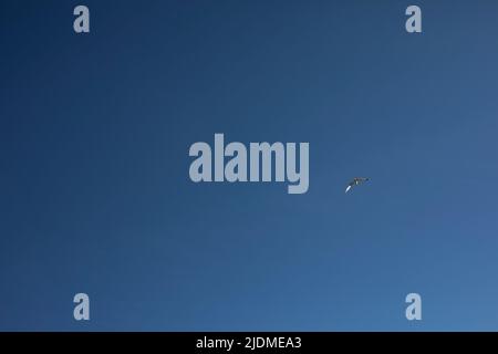 Möwe fliegt über den Himmel. Vogel ist hoch am blauen Himmel. Flug der Möwe. Stockfoto