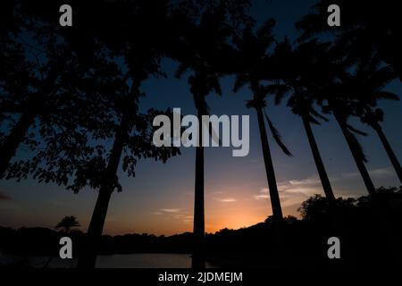 Palmenreihe in Silhouette bei Sonnenuntergang, blaue Stunde im Lalbagh Botanical Garden Lake, Bengaluru, Karnataka, Indien. Stockfoto