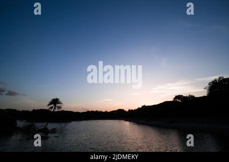 Baumreihe in Silhouette bei Sonnenuntergang, blaue Stunde im Lalbagh Botanical Garden Lake, Bengaluru, Karnataka, Indien. Stockfoto