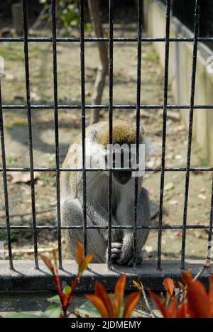 Vervet-Affe hinter Gittern im Wuhan Zoo, China. Es ist klar, die Traurigkeit in ihrem Ausdruck und ihrer Haltung zu sehen. Stockfoto